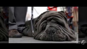 Мастино неаполитано порода собак