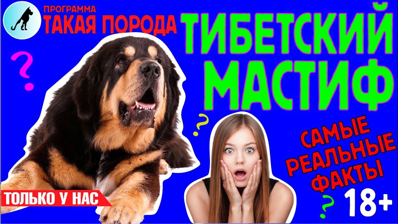 Такая порода. Тибетский мастиф
