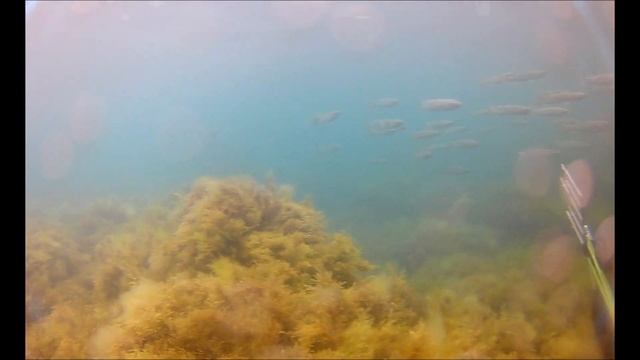 Май 2022 пиленгас. смотреть онлайн