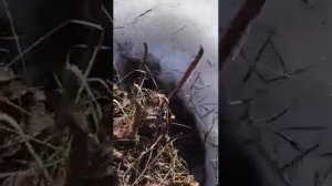 Уход за гортензией после зимы
