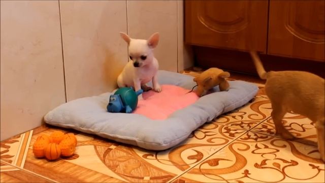 мини девочка чихуахуа смотреть онлайн