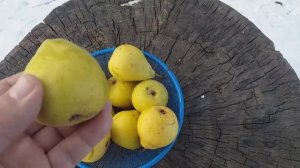 Груша зимняя сорт Этюд Киевский  (pear Etyud) находка для гурманов в конце января.