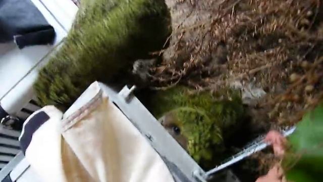 Какапо Kakapo