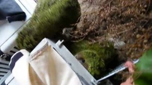 Какапо Kakapo