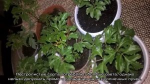 Полисциас фабиан — уход в домашних условиях