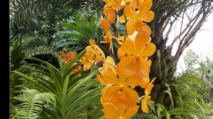 The Most Beautiful Images of flower Orchids