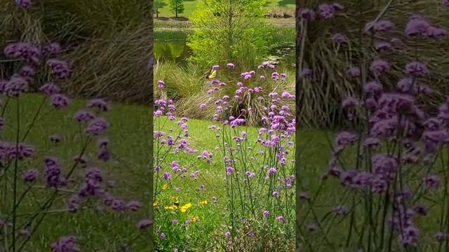 Eastern Tiger Swallowtail nectaring on tall verbena, in comes a monarch!