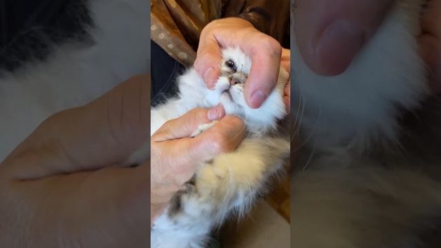 Персидский котенок Шуман Ларс ДМ смотреть онлайн