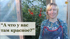 Как я всё подвязываю за 5 минут! / 3х летний опыт использования тапенера / Заправляю ленту и скобы
