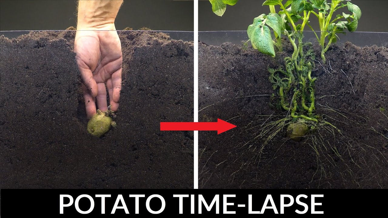 92 дня выращивания картофеля под землей  - создано Boxlapse