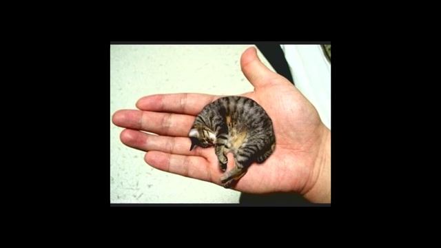 дайте танк ! - маленький кавер