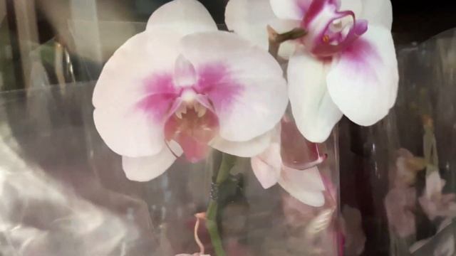 18.12. 2022г. Обзор орхидей в Леруа Мерлен. смотреть онлайн