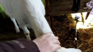 Коза не налила вымя, а рожает// Сколько же козлят родила Дарья// Козлевич сбежал