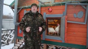 Хлеб  для кур несушек.