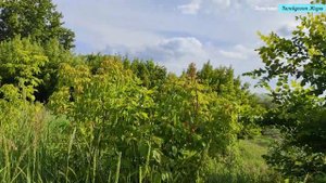 Река Солотча и красивые места в Рязани в Солотче. Осим Хаим от магаданцев в Рязани. Конец июня 2023