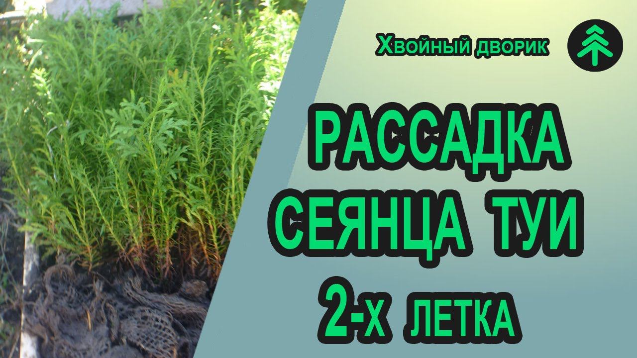 Рассадка сеянцев туи западной Колумна 2-х летки в открытый грунт на доращивание