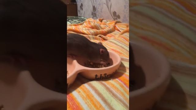 Выгул декоративных крыс . Мои грызуны смотреть онлайн