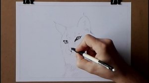 нарисовать рысь карандашом часть1