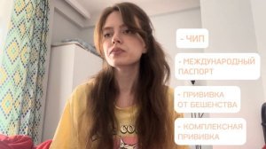 КАК ПЕРЕВЕЗТИ КОТА ИЗ ГРУЗИИ В РОССИЮ,  или История одного уличного котика