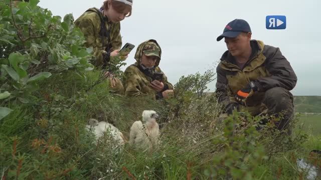 В ПОЛЕВЫХ УСЛОВИЯХ / Проект «Заповедный Ямал. Птицы Арктики» глазами участников первой экспедиции