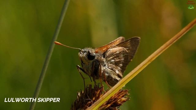 Different Types Of Butterflies  Butterfly Names  Painted Lady Butterfly  List Of Butterflies