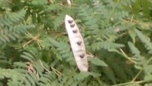 К созревшему церападусу