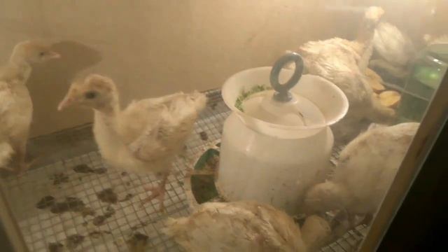 Выращивание индюшат кросса биг-6|часть 2 смотреть онлайн