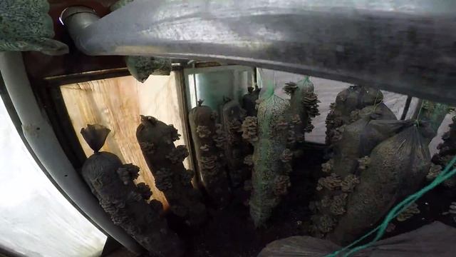 Выращивание вешенки в теплице весной смотреть онлайн