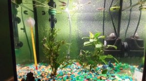 Петушок, улитки, гуппи | Настроение аквариума