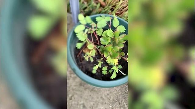 Не трогай меня! Растение недотрога смотреть онлайн