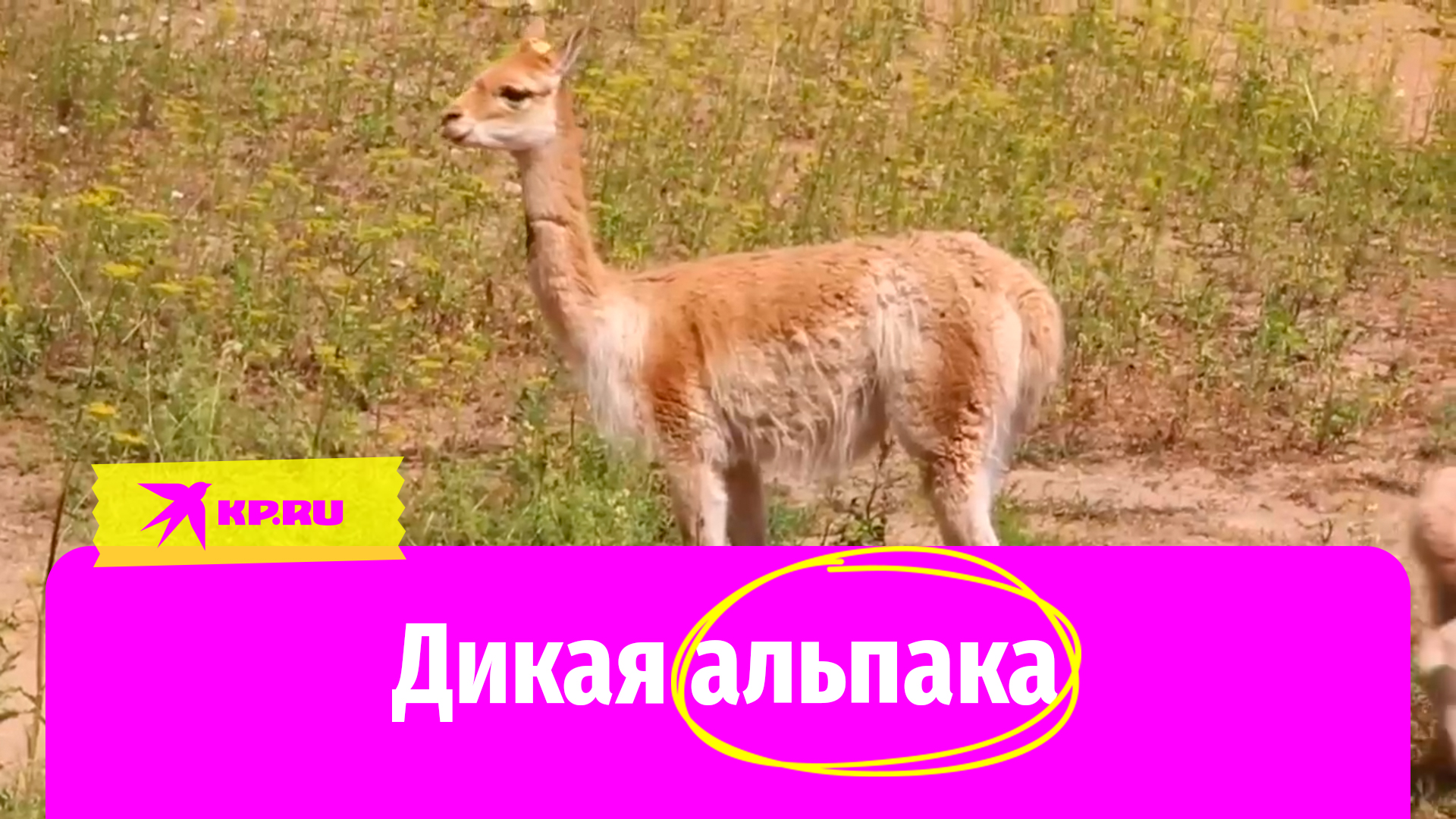 Дикая альпака