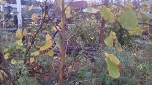 Фундук Трапезунд.Как я получаю трехлетние саженцы.Ассортимент саженцев на отправку.