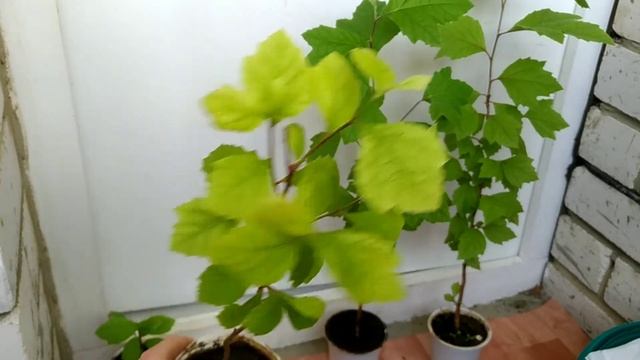 Платан из семян в центральной полосе России после зимовки. смотреть онлайн