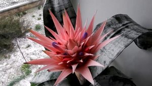 Экзотическое комнатное растение. Эхмея. Бутоны. / Exotic indoor plant. Achmea. Button.