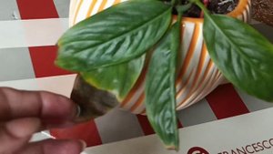 Комнатные цветы : "ЖЕНСКОЕ СЧАСТЬЕ"--цветок угасает,как спасти