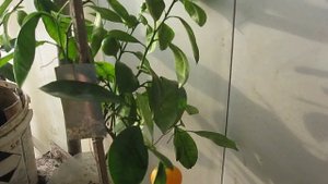 КАК РАЗВЕСТИ ЛОХОВ НА ДЕНЬГИ КУПИВ КУМКВАТ МАРУМИ