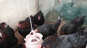 Содержание кур зимой в теплице.