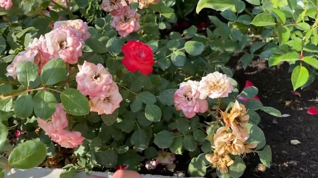 Красивые розы. Роза Пат де Велюр! смотреть онлайн