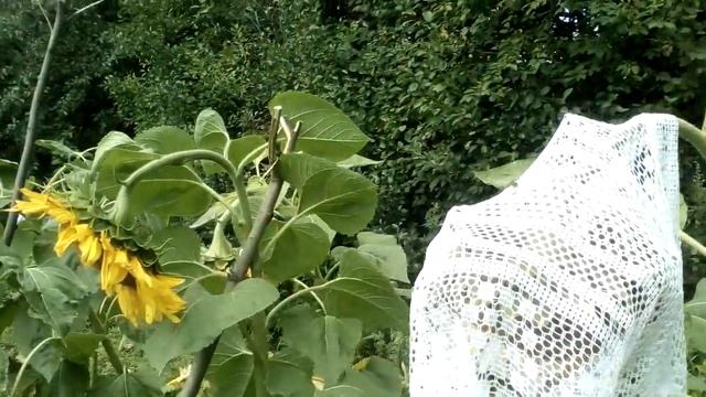 Подсолнухи Лакомка падают под весом семян. 11.08.