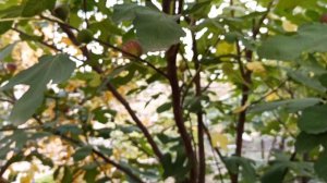 Инжир коричневый Турецкий (Brown Turkey fig, Браун Туркей)