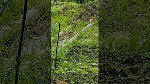 Ондатра против кошки