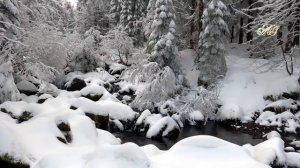 ?Только чудо помогло охотнику избежать гибели при встрече с медведем шатуном!
