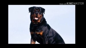 Ротвейлер/описание уход и содержание