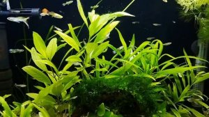 Зеленый эдогониУм) Продолжение.