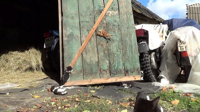 КОКОШКИ и ГАДОТЫШ смотреть онлайн