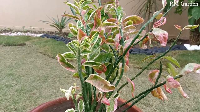 Devil's Backbone Winter Care | Pedilanthus Care & Propagation | Best Indoor & Outdoor Plant | RMG