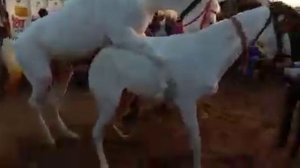 Beautiful White Horse Meeting | New Famous Video