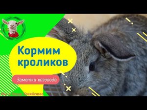 Невероятно домашние животные кролики овцы и козы