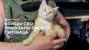 Котенок в зоне СВО