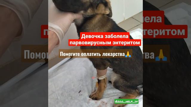 🆘ЗАБОЛЕЛА ДЕВОЧКА ПАРВОВИРУСНЫМ ЭНТЕРИТОМ🆘 смотреть онлайн